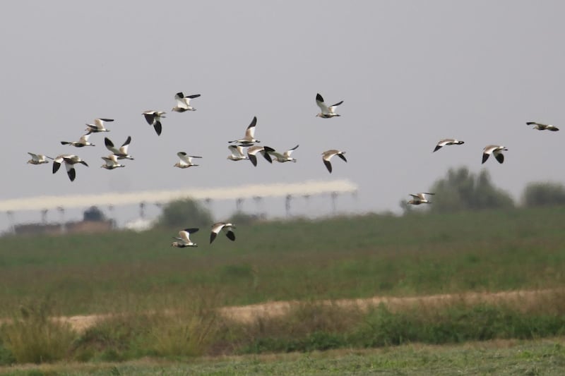 At least 34 of the sociable lapwings were seen at the site this year making it a new UAE record. Courtesy Oscar Campbell