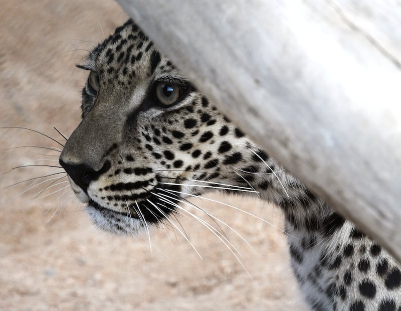 There are ambitious plans to reintroduce the big cats in north-west Saudi Arabia, offering hope that they could become more widespread in the wild once again.