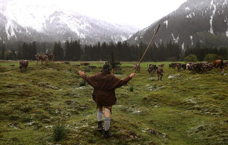 Cattle herders dressed in traditional Bavarian clothes guide cows down from their summer mountain pasture during the annual end-of-summer cattle drive (Almabtrieb) near Bad Hindelang, Germany. Reuters