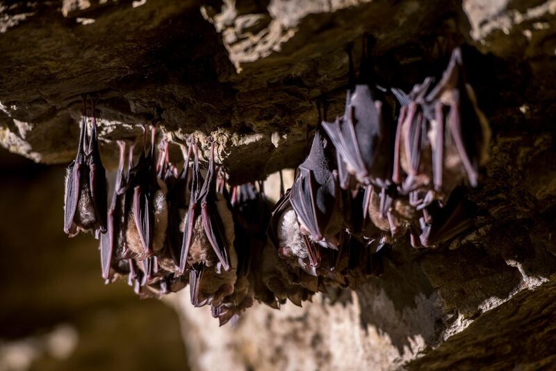 Greater horseshoe bats are seen during their winter rest in the Abaliget Cave in Abaliget, Hungary. EPA