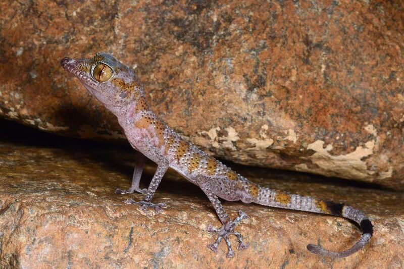 Scientists concluded that A caudivolvulus is made up of lizards from three species. Courtesy Johannes Els