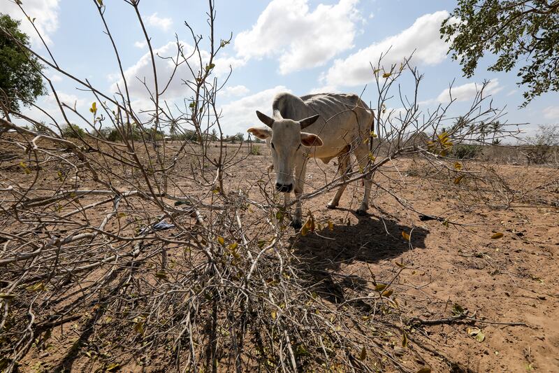 An emaciated cow tries to feed on a tree branch with dry leaves in one of the villages that has lost most of its livestock due to famine caused by the continuing. An estimated two million Kenyans face starvation and President Uhuru Kenyatta declared the drought a 'national disaster' and ordered the immediate release of emergency relief food for the victims. EPA