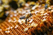 AI-powered honey-testing laboratory will offer new insights into bee health