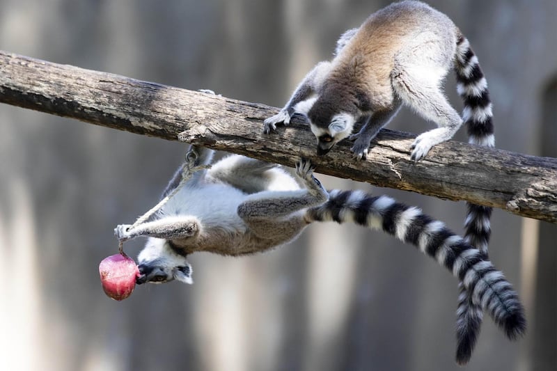 Lemurs refresh with an ice fruits in a BioParco zoo pool in Rome, Italy. Temperatures registered 38 degrees Celsius with hot winds and high humidity gripping most of the country.  EPA