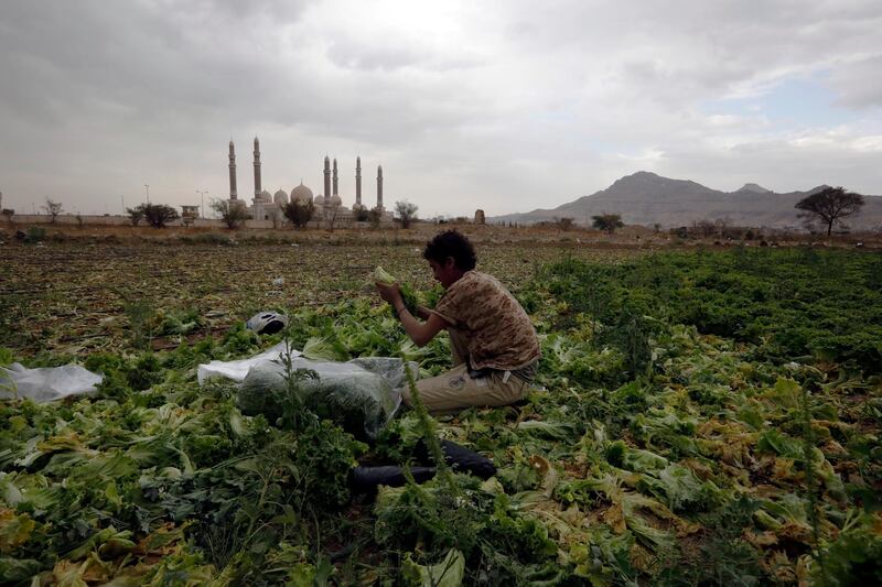 A farmer works in a field ahead of Earth Day, in Sana'a, Yemen. Earth Day is celebrated around the world on April 22 to raise awareness about saving the planet. EPA