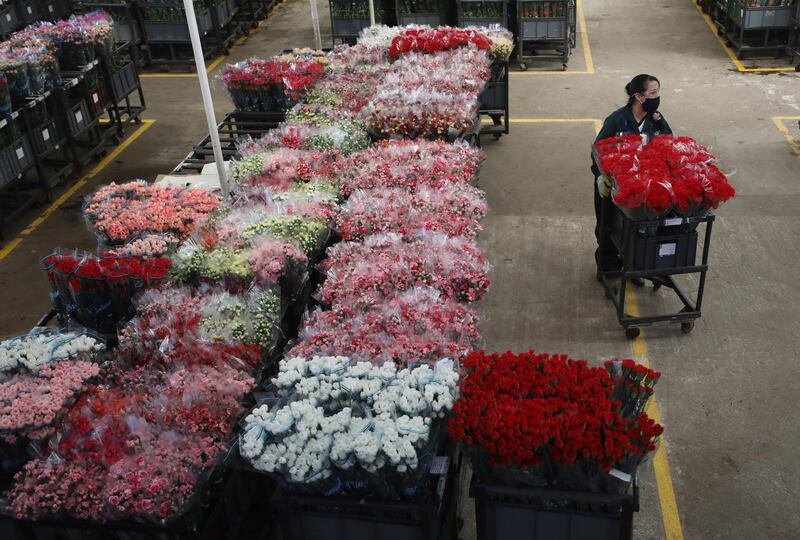A worker pushes a cart with carnations to be shipped to US and Europe at the Flowers of Serruzuela company in Madrid, Colombia. AP Photo