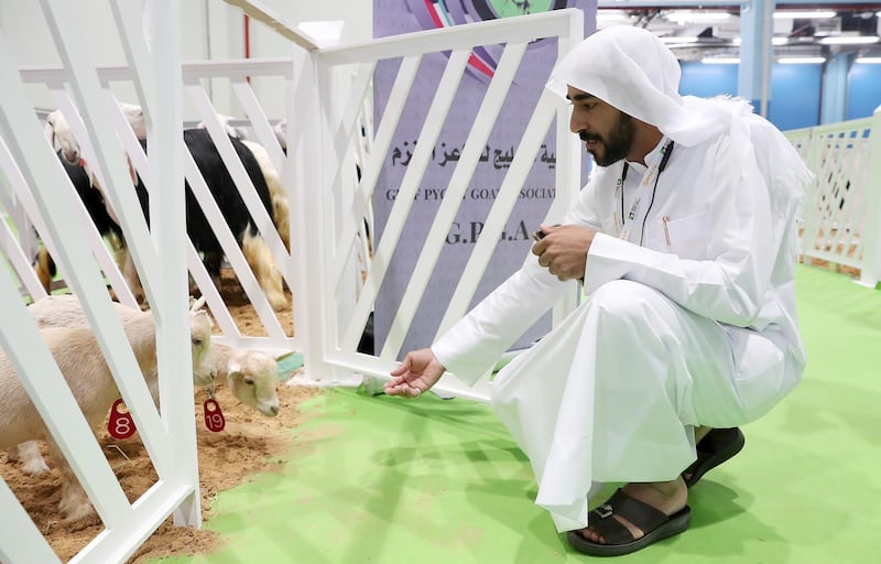 ABU DHABI ,  UNITED ARAB EMIRATES , SEPTEMBER 2 – 2019 :- Hashim Alsalm from Saudi Arabia with his Saudi Pygmy Goats during the EuroTier Middle East animal farming exhibition held at ADNEC in Abu Dhabi. ( Pawan Singh / The National ) For News. Story by Daniel