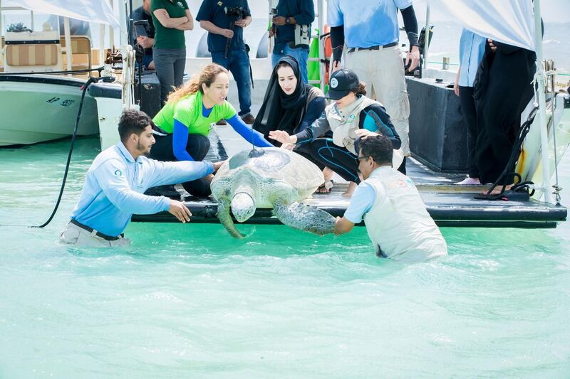 <p>One of four turtles is released near Bu Tinah. Courtesy Environment Agency Abu Dhabi</p>
