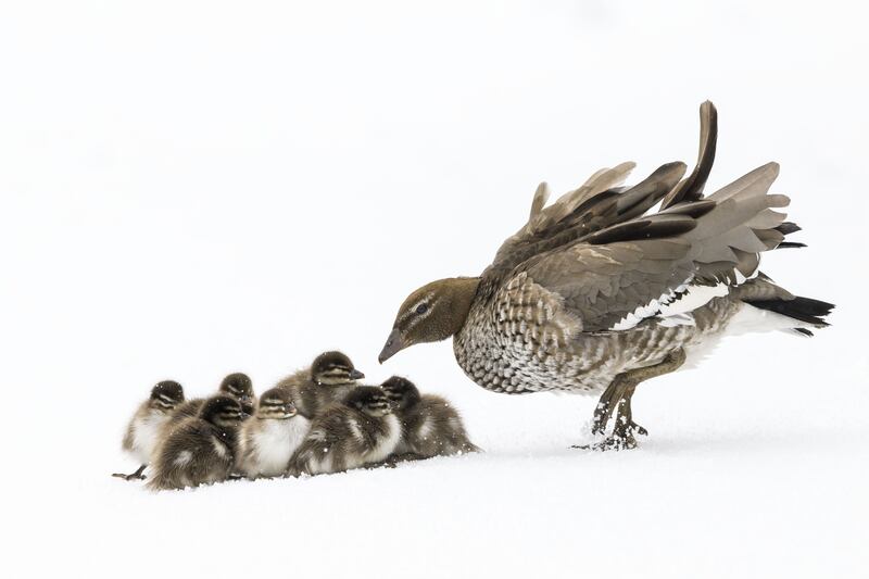 Duckling Huddle by Charles Davis, of wood ducks in a late spring snowstorm in Smiggin Holes, New South Wales, Australia