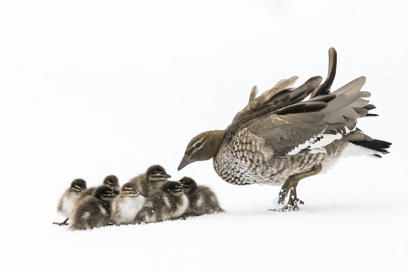 Duckling Huddle by Charles Davis, of wood ducks in a late spring snowstorm in Smiggin Holes, New South Wales, Australia, was shortlisted. Charles Davis / PA
