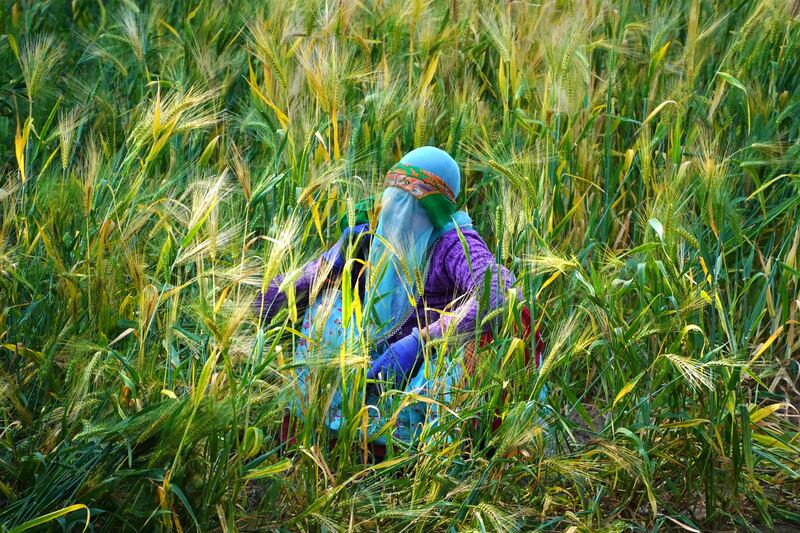 A farmer harvests wheat on the outskirts of Ajmer, India. AFP