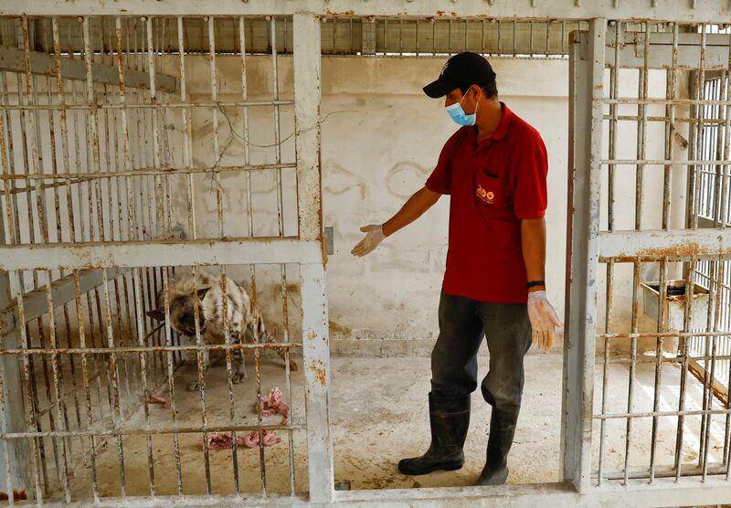 A Palestinian worker feeds a hyena at Nama Zoo in Gaza. All photos: Reuters