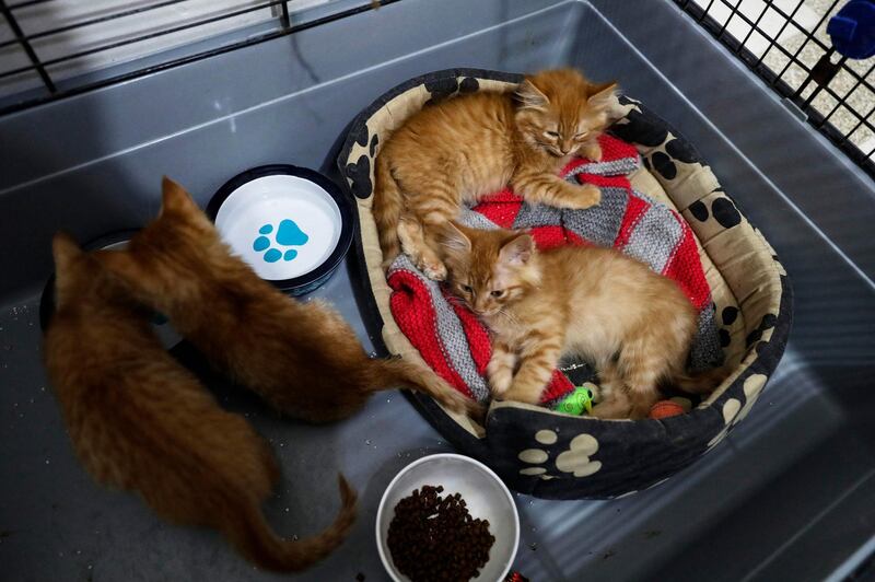 An animal rescuer says two or three people a week are asking her to re-home their pets. AFP