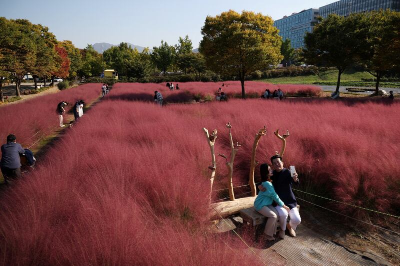 People enjoy time in a pink muhly grass field at a park in Hanam, South Korea, October 16, 2023.  REUTERS / Kim Hong-Ji     TPX IMAGES OF THE DAY