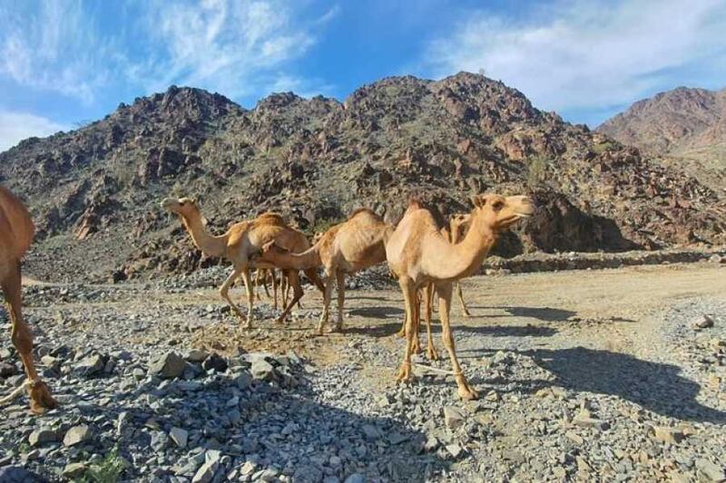 An area of what's known as the 'Tomb Raider Trek' in Sharjah. Photo: Absolute Adventure