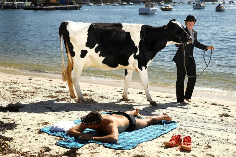 Clint Irrthum walks a cow past a sunbather as part an Andrew Baines art installation on Double Bay Beach in Sydney, Australia. Mark Kolbe / Getty Images