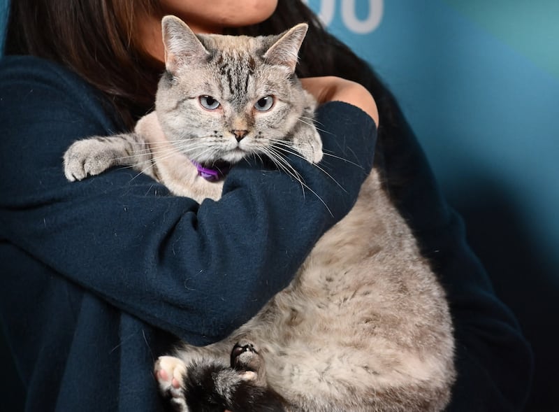 Nala the Cat, a Siamese-tabby mix, has a reported wealth of $100m and 4.3 million Instagram followers. Getty Images via AFP