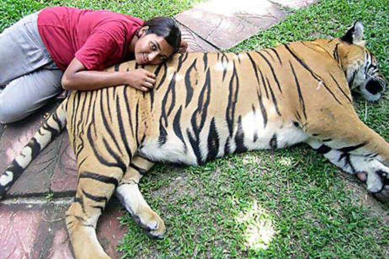 Ismat Abidi gets her picture taken with one of the big cats at Tiger Kingdom in Chiang Mai, Thailand.