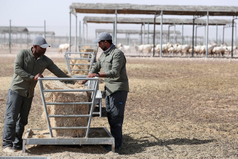 Ricardo Pusey, left, team manager, and Saeed Alremeithi, facility manager, work inside an enclosure at the centre.