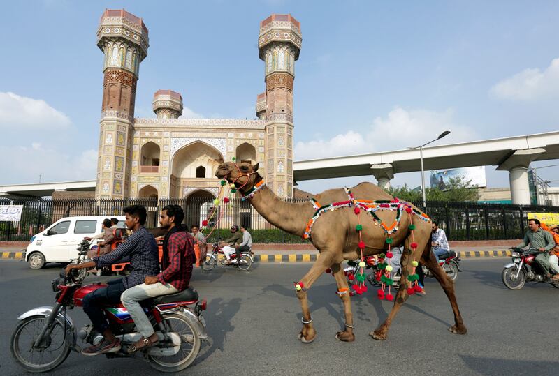 A camel is led to market before Eid Al Adha in Lahore, Pakistan. AP