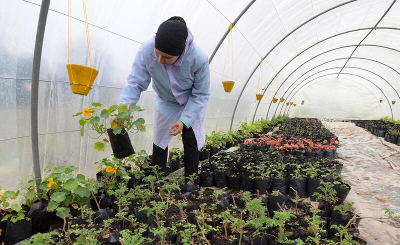 Organic farmer Sonia Ibidhi checks nasturtiums on her farm. Nasturtium leaves and flowers can both be eaten. AFP