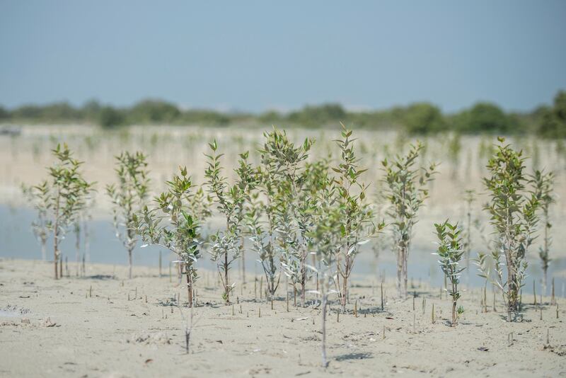 The grey mangrove is the species that grows extensively in UAE.
