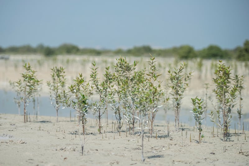 The grey mangrove is the species that grows extensively in UAE.