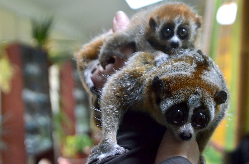 A baby slow loris clings on to its mother's back. The squirrel-sized creatures are the only venomous primates. AFP