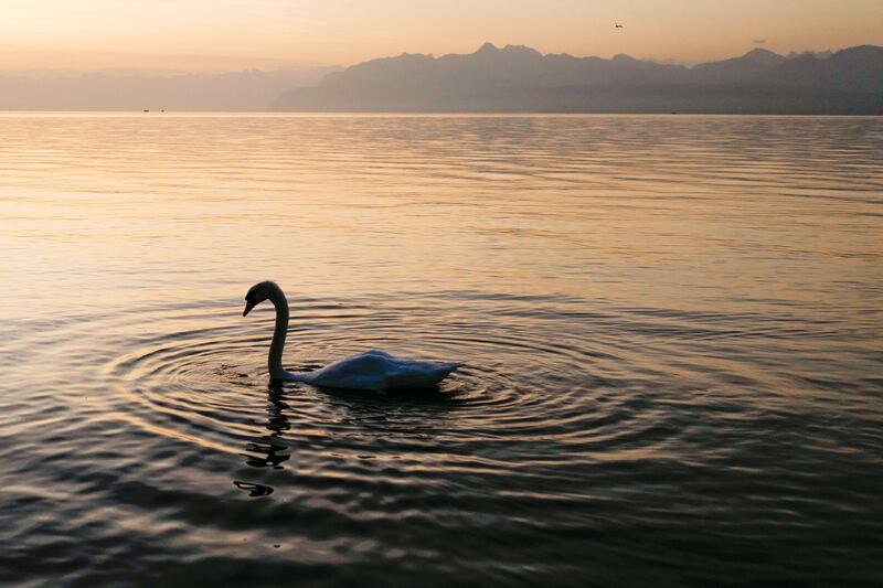 A swan swims on Lake Geneva at sunrise  in Rolle, western Switzerland. Fabrice  Coffrini / AFP Photo