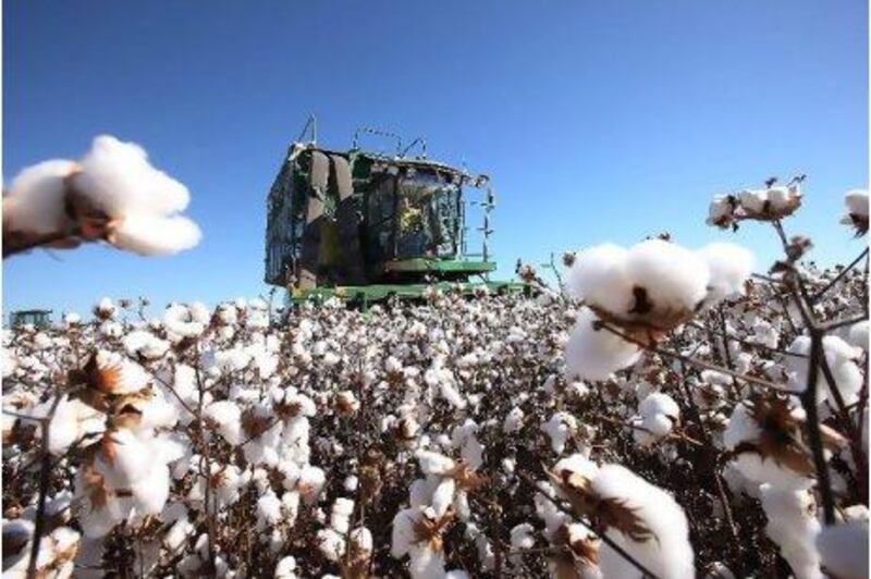 Cotton is harvested in New South Wales, Australia.