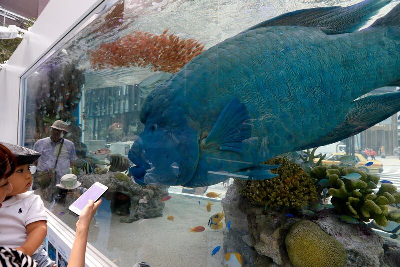 epa06983017 A humphead wrasse Napoleon fish swimming in a 5-meter long fish tank approaches a little girl at the Sony Aquarium in central Tokyo, Japan, 30 August 2018. About 1,000 fish of 25 species, including the 1.2-meter long Napoleon fish from an aquarium on Japanese southwestern island of Okinawa, are bieng displayed from 25 August through 09 September 2018.  EPA/KIMIMASA MAYAMA