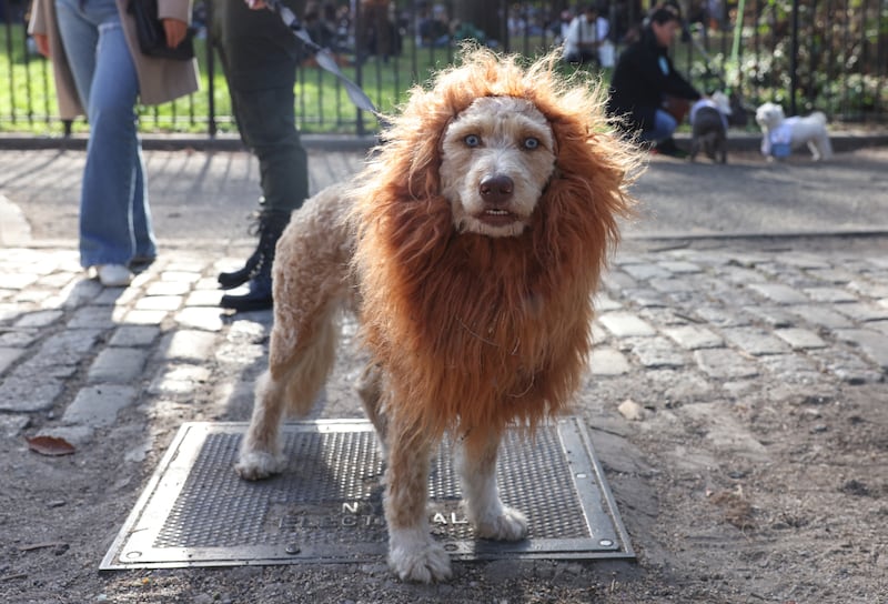 Ruby, an Australian poodle dog, is dressed as a lion. Reuters