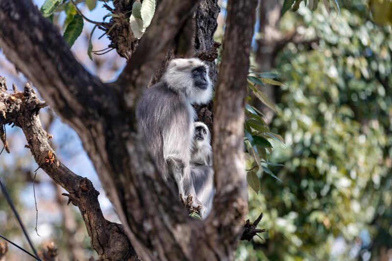 A mother langur sits with her baby on an oak tree in Dharmsala, India.AP Photo