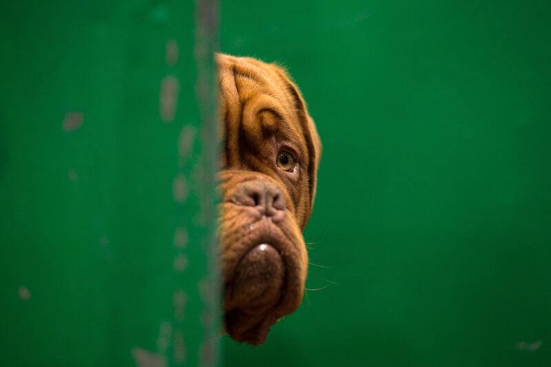 A Dogue de Bordeaux rests in its pen on the third day of the Crufts dog show at the National Exhibition Centre in Birmingham, central England.  AFP