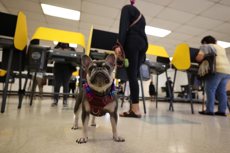 A dog is seen at a polling station in Huntington Park on Election Day, California. REUTERS