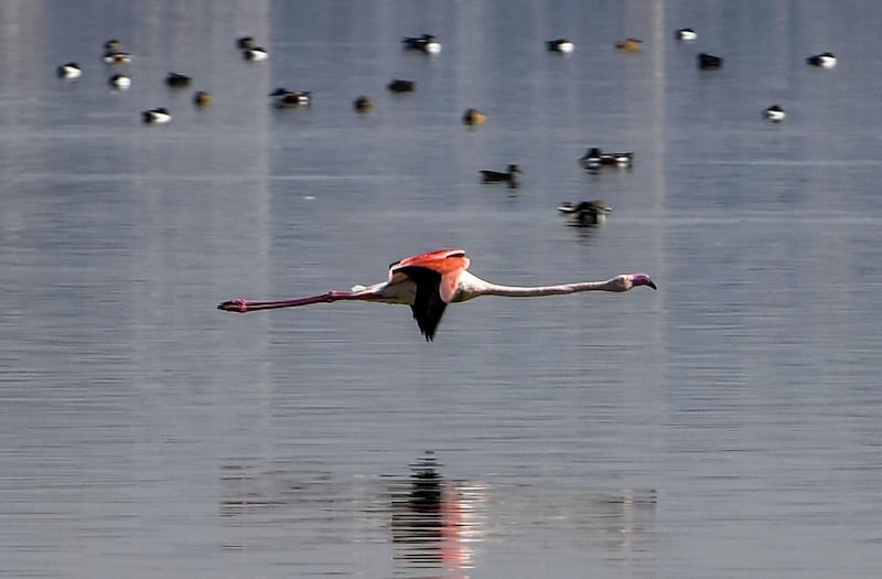 A flamingo flies over the Sijoumi mudflat on the southern outskirts of Tunisia's capital Tunis. AFP