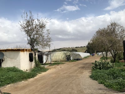 A four-hectare strawberry farm in Amman produces 250 tonnes of the fruit each year. Khaled Yacoub Oweis / The National