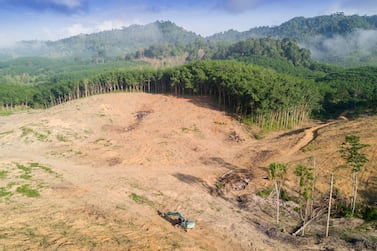 A drone view of deforestation in Borneo, where jungles are destroyed to make way for palm oil plantations. Getty