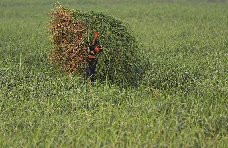 A labourer carries bales of grass to feed cattle in Mumbai.  Shailesh Andrade / Reuters