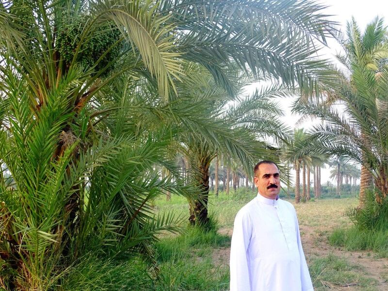 Dr Adnan Al Jumaily inspects his palm trees as we he walks through the unkept farm. Sofia Barbarani / The National 