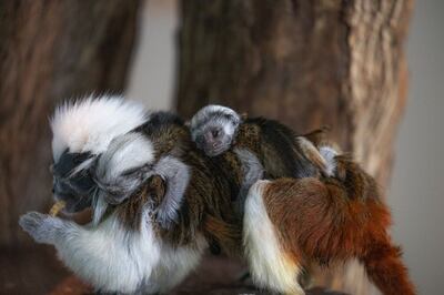 Cotton-top tamarins are endangered because of deforestation and human activity. The Green Planet