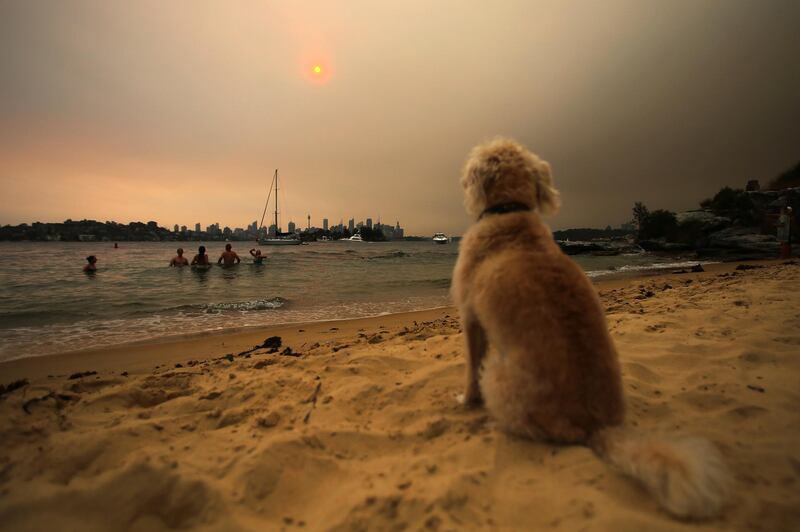 A dog sits on Milk Beach as smoke haze from bushfires in New South Wales engulfs Sydney, Australia. EPA