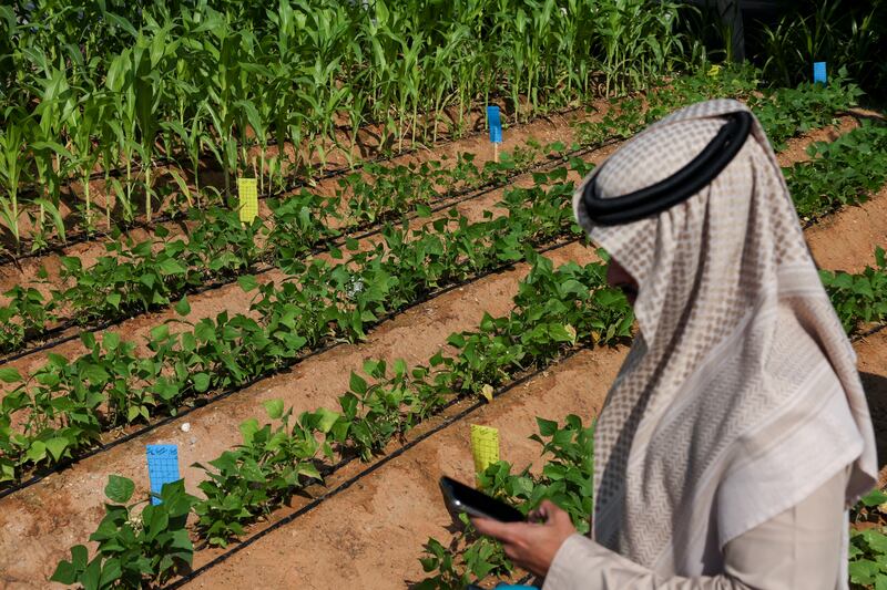 The public can see tomatoes climbing on a wooden frame, while millet, corn, quinoa and beans sprout in another corner of the sustainable site. Photo: Expo City Dubai