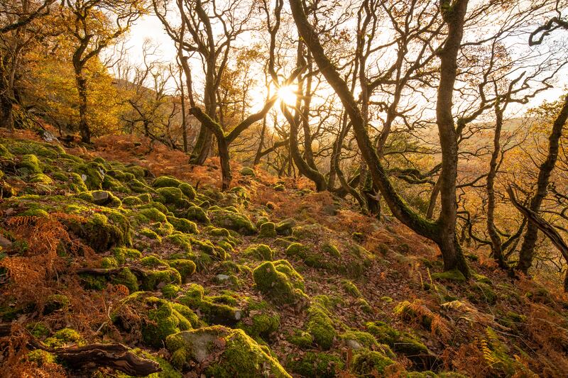 The Wildlife Trusts is helping to restore the UK's lost rainforest at Coed Crafnant and elsewhere, especially in western parts. Photo: Ben Porter