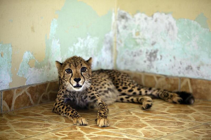 Scientists and activists have long held that a diet of chicken meat lacks the minerals and vitamins that a cheetah needs to stay healthy. Andrew Henderson / The National