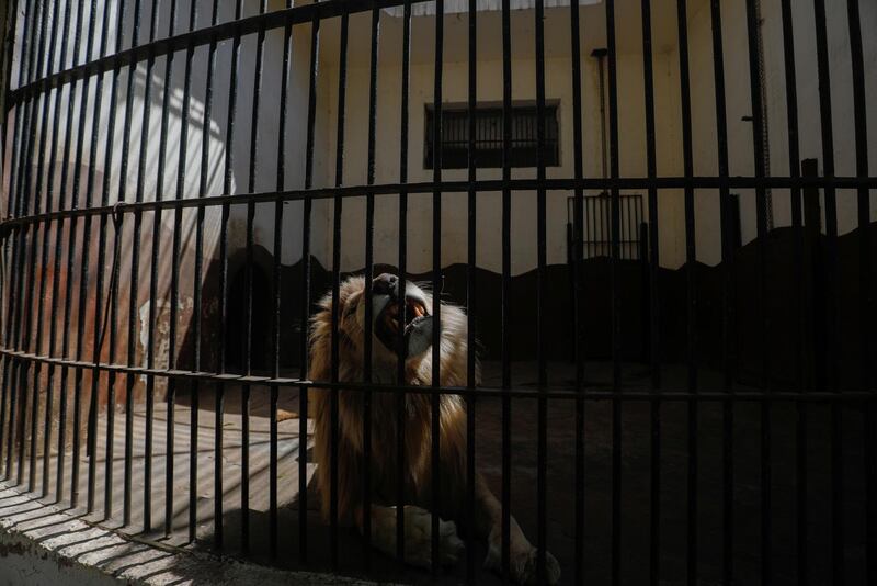 A lion is seen in its cage in Giza Zoo after it was closed to visitors. Reuters