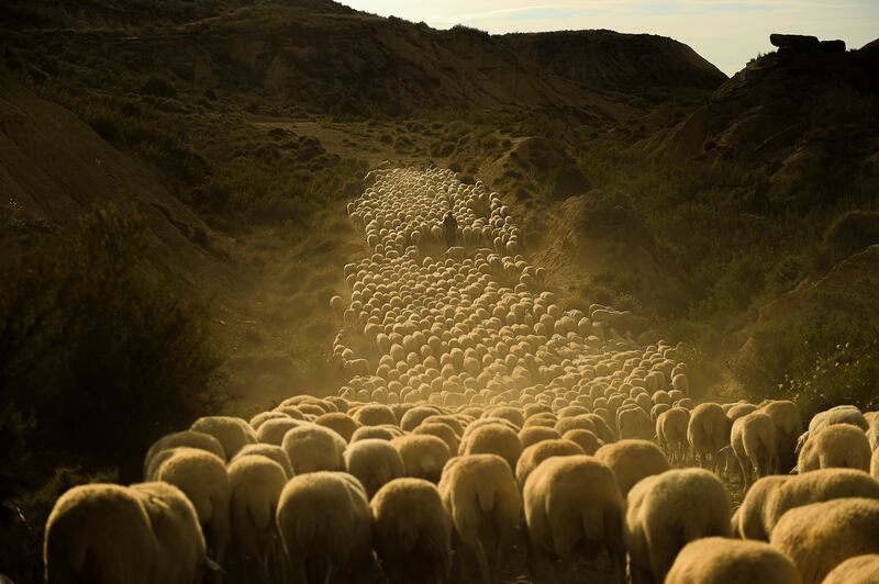 A herd of sheep is driven through an ancient route in Navarra province, Spain. AP