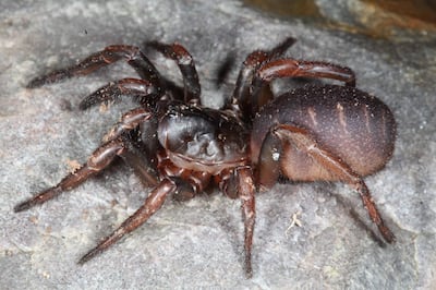 A female Cataxia colesi. Courtesy Western Australian Museum