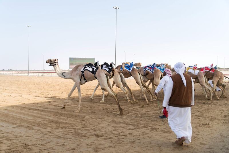DUBAI, UNITED ARAB EMIRATES - Feb 15, 2018.

The fastest camels in the Gulf will compete for cash, swords, rifles and luxury vehicles totalling Dh95 million at the first annual Sheikh Hamdan Bin Mohammed Bin Rashid Al Maktoum Camel Race Festival in Dubai.


(Photo: Reem Mohammed/ The National)

Reporter:
Section: NA