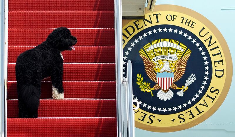 This August 2010 photo shows presidential pet Bo climbing the stairs of Air Force One for a flight to Chicago with Barack Obama. AP